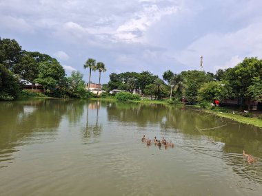 Berrak mavi gökyüzünün altında yemyeşil çerçeveli sakin manzaralı bir gölet, sakin sularda süzülen ördekler, yumuşak yansımalarla