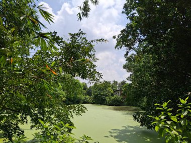 Etrafı Yoğun Yeşilliklerle çevrili Mavi Gökyüzü Altında