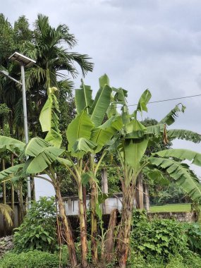 Bereketli Yeşil Tarlalar ve Muz Ağaçlarıyla Huzurlu Kırsal Arazi