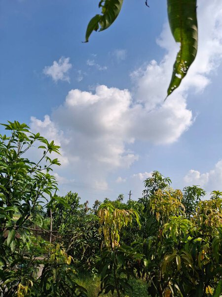 Lush Orchard Landscape Under Bright Blue Sky and Scattered White Clouds