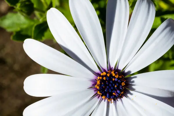 White cape daisy with lilac center and traces of pollen around it. Nature concept, flowers