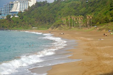 Jungmun Saekdal Sahili boyunca, aylaklar yüksek palmiye ağaçları ve orman yamaçlarından geçerken, hafif dalgalar izler bırakır..