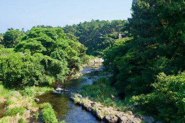 Yoğun ağaçlar ve bazalt kıyıları arasında gölgeli bir dere uzanır, Seogwipo şehir merkezindeki bir parktaki kayaların üzerinden temiz su akar..