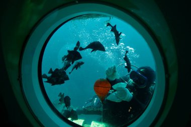 Bir scuba dalgıcı Seogwipo Denizaltısı 'nın izleme limanına yaklaşıyor, Munseom turu sırasında baloncuklar arasında eldivenli bir el kaldırıyor..