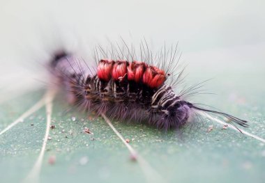 Up closed of hairy caterpillar with red hunch .                               clipart