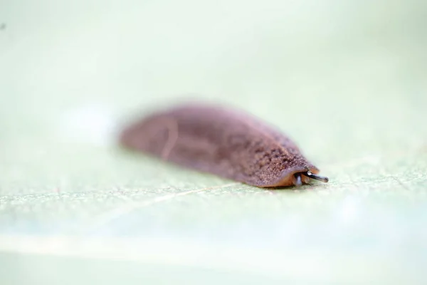 Macro Foto Una Babosa Con Sus Antenas Señalando —  Fotos de Stock