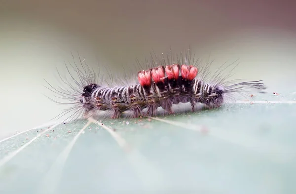 Cima Fechada Lagarta Peluda Com Palpite Vermelho — Fotografia de Stock