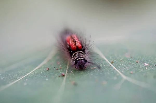 Closed Hairy Caterpillar Red Hunch — Stock Photo, Image