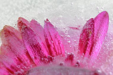 Buzlu kasımpatı yaprağı ve kapalı bir fotoğraf. 