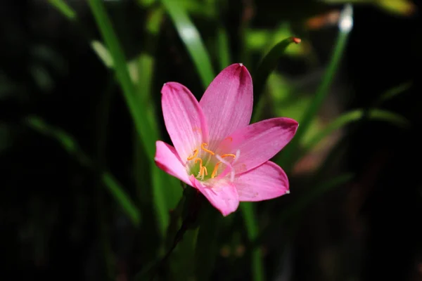 Macro Photo Une Fleur Sauvage Rose — Photo