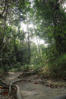 Kledang Tepesi 'ndeki ikincil orman, Malezya yürüyüş yolu.. 