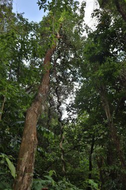 Kledang Tepesi 'ndeki ikincil orman, Malezya yürüyüş yolu.. 