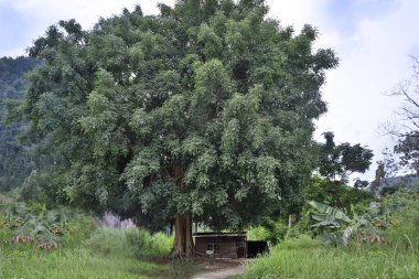 Büyük bir ağacın altındaki küçük ağaçlık ev..