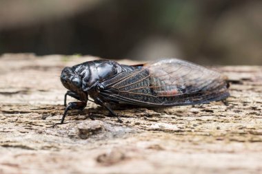 Up close photo of a cicada with wood grain background clipart