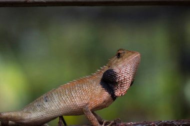 Ağaç dalında canlı bir bahçe kertenkelesinin makro çekimi..