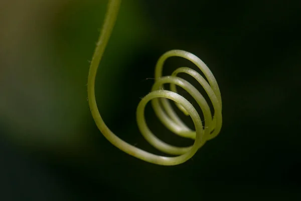 Une Branche Bobine Arbre Spirale — Photo