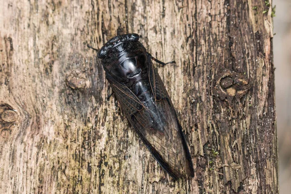 Van Dichtbij Foto Van Een Cicade Met Houtnerf Achtergrond — Stockfoto