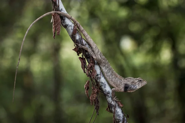 木の枝に生き生きとした庭のトカゲのマクロショット — ストック写真