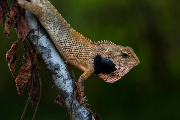 Eastern garden lizard Stock Photos, Royalty Free Eastern garden lizard Images | Depositphotos Eastern garden lizard Stock Photos, Royalty Free Eastern garden lizard Images | Depositphotos