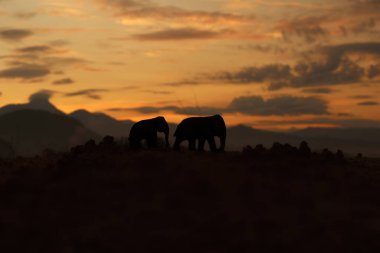 Gündoğumu ve alacakaranlıktaki fil silueti.