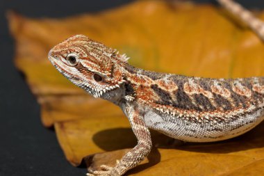Sakallı ejderha kapandı. Güzel ölçekli desen görüntüsü.