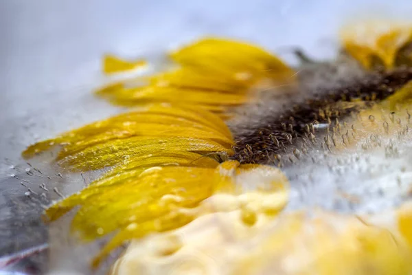 Fleur Chrysanthème Congelée Dans Glace — Photo