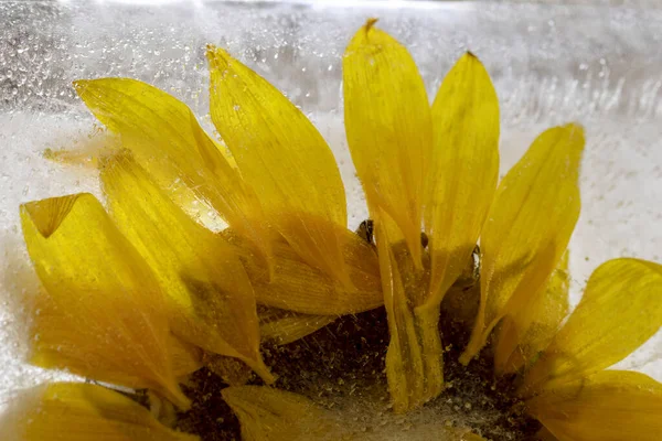 Fleur Chrysanthème Congelée Dans Glace — Photo