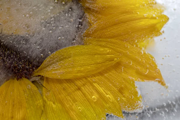 Chrysanthemenblüte Eis Eingefroren — Stockfoto