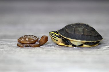 Bebek bir kaplumbağa porselen bir kaplumbağayla karşı karşıya.