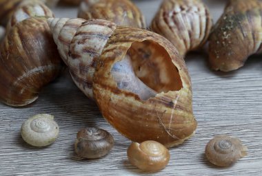 Boş bahçe salyangozunun görüntüsü 