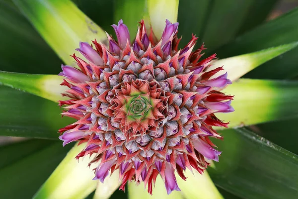 Krásný Červený Ananas Květ Symetrie — Stock fotografie
