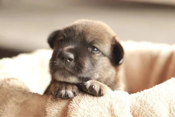 Carino Adorabile Cucciolo Foto Isolato — Foto Stock