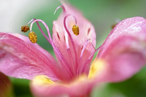 ユリの花の雄蕊のマクロ写真 — ストック写真