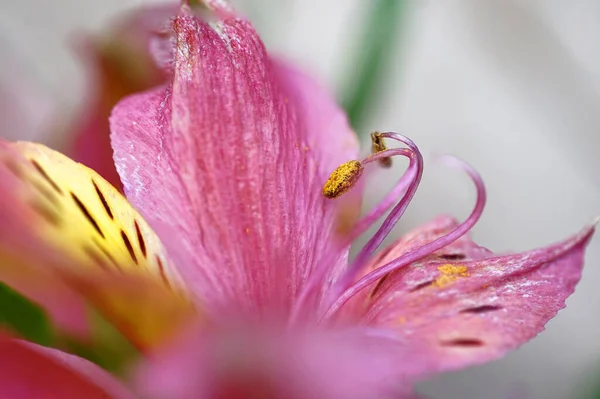 Macro Fotografía Estambre Flor Lirio — Foto de Stock