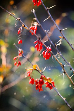 Böğürtlen çalısı gün ışığında
