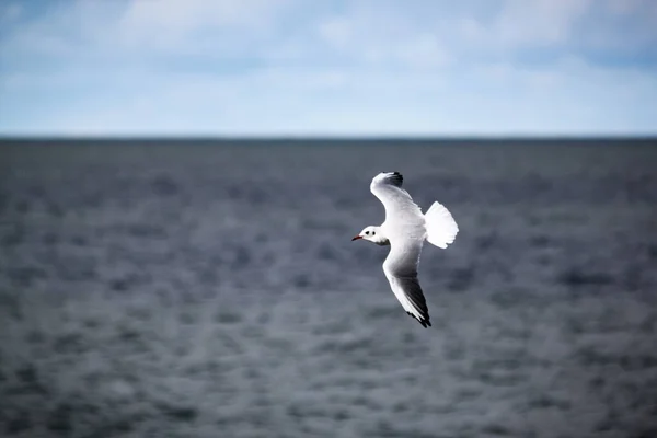 Gaivota Sobre Mar — Fotografia de Stock