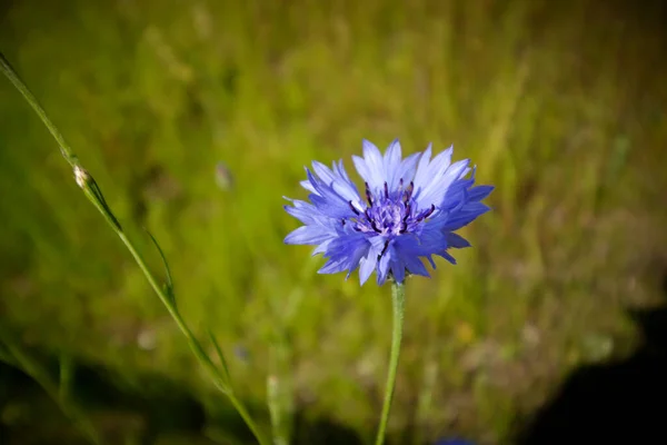 牧草地に咲く青い花 — ストック写真