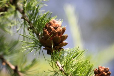 Karaçam kozalakları ve iğnelerin yakın çekimi