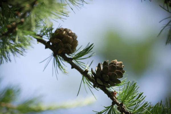 Cônes Mélèze Sur Une Branche — Photo