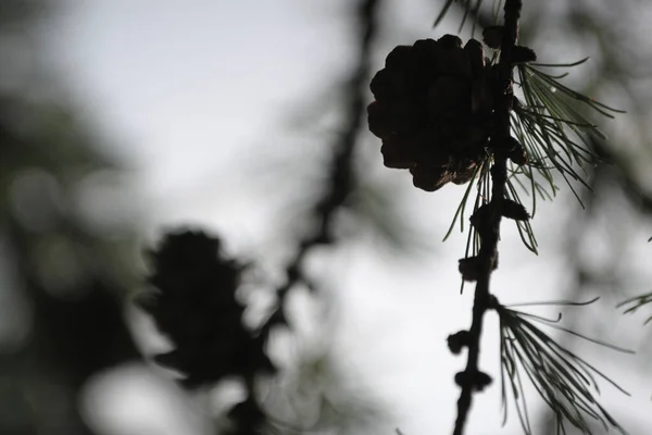 Branche Mélèze Crépuscule Soir — Photo