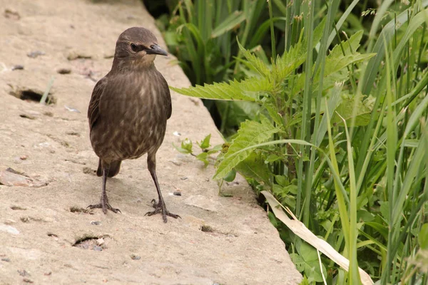 Mladý Starling Při Hledání Potravy — Stock fotografie