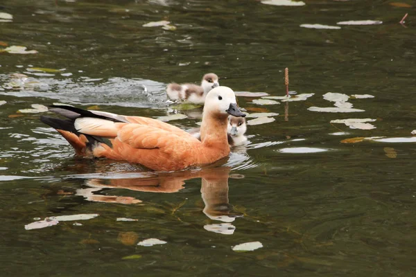 小鸭和小鸭在池塘里游来游去 — 图库照片