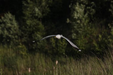 Bir martı ağaçların arka planında uçar.