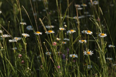 Camomiles akşam güneşinde bir sırada duruyordu.