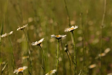 Sıcak ve güneşli bir günde papatya çayırı