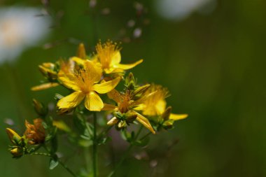 Hypericum otların arasındaki bir çayırda çiçek açar.