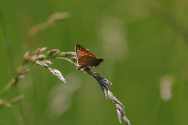 Petit Papillon Hesperiidae Repose Sur Brin Herbe — Photo
