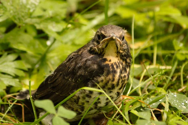 Inbäddat Sittande Gräset — Stockfoto