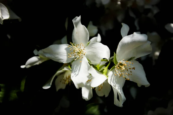 Jasminblüten Aus Nächster Nähe Auf Dunklem Hintergrund — Stockfoto