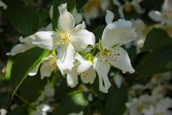 Jasminblüten Aus Nächster Nähe Auf Dem Hintergrund Der Blätter — Stockfoto